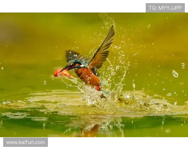 如何在K8扑鱼游戏中实现连续获胜的策略与技巧分析 如何在K8扑鱼游戏中实现连续获胜的策略与技巧分析